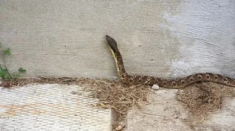 Endangered Hog-nosed Snake slithers around the outside wall of a house. Stock Footage 29064896