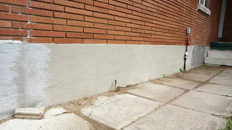 Endangered Hog-nosed Snake slithers around the outside wall of a house. Stock Footage 29065408