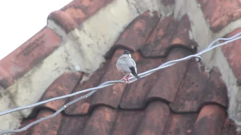 Endangered Java Sparrow Preening on Rooftop Cable – Close-Up of Bird Grooming Stock Footage 299752540