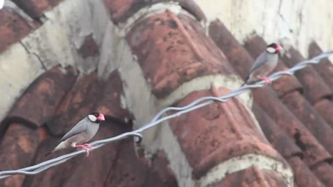 Endangered Java Sparrows Preening and Playing on a Rooftop Cable Stock Footage 301450229