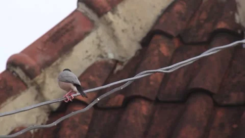 Endangered Java Sparrows Preening and Playing on a Rooftop Cable Stock Footage 301450314