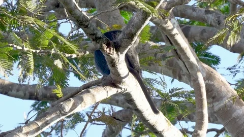 Endangered Javan langur monkey moving through lush green tree Stock Footage 343760297