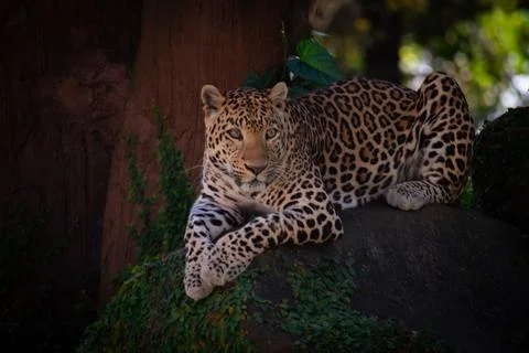 Endangered Javan leopard lying alert on a rock Foto stock