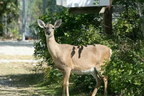 Endangered Key Deer 스톡 사진