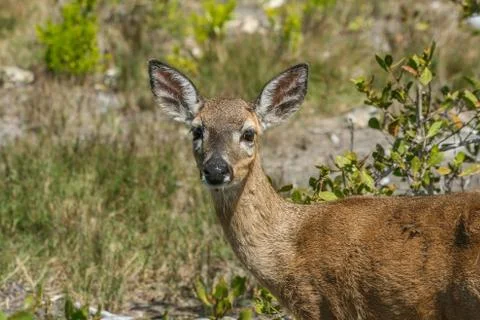 Endangered Keys Deer 库存照片