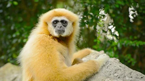 Endangered Lar Gibbon Looking at Camera at Chiang Mai Zoo Видео 47855444