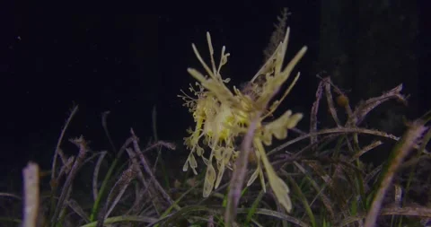 Endangered Leafy Sea Dragon With Eggs Video stock 331053585