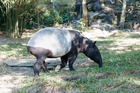 Endangered Malayan tapir roaming its natural habitat in Thailand. Unique, black Fotos Stock