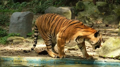 Endangered Malayan Tiger Stock Footage 224581109