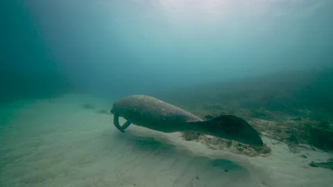 Endangered manatee in the ocean Stock Footage 143459419