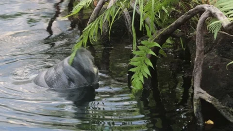 Endangered Manatee on Water Surface Eating Fern Leafs (Sea Cow) , Florida Stock Footage 230875327