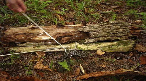 Endangered Massasauga Rattlesnake is removed from underneath a fallen log. Stock Footage 29068962