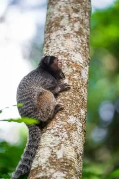 Endangered monkey on a clean tree trunk gazing at the green tropical rainforest Stock Photos