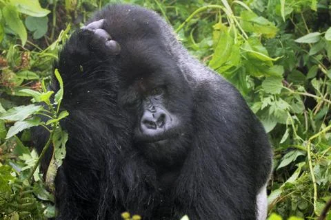An Endangered Mountain Gorilla SILVERBACK in the wild in Rwanda, Africa. Stock Photos