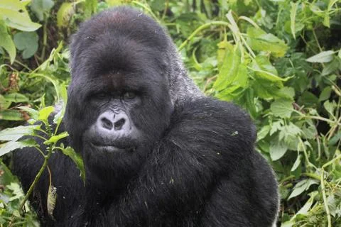 An Endangered Mountain Gorilla SILVERBACK in the wild in Rwanda, Africa. Stock Photos