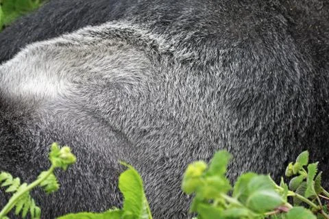 An Endangered Mountain Gorilla SILVERBACK in the wild in Rwanda, Africa. Stock Photos