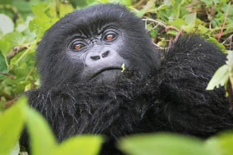 An Endangered Mountain Gorilla stares at the camera in the wild in Rwanda. Stock Photos