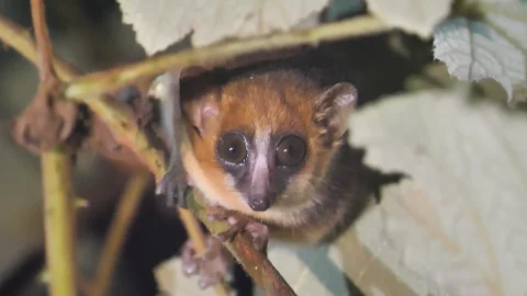 Endangered Mouse Lemur Microcebus Stock Video Pond5