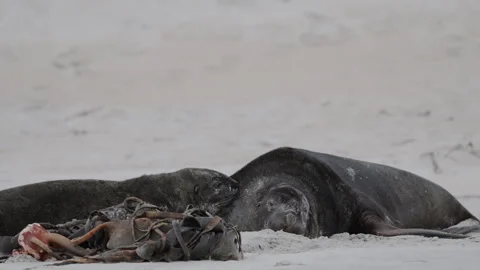 Endangered New Zealand Sea Lion Lying In... | Stock Video | Pond5