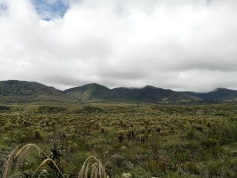 Endangered paramo ecosystem. Protected area threatened by climate change. Stock Photos