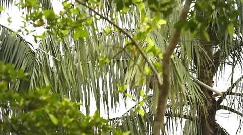 Endangered Proboscis Monkey climbing through palm trees in the jungles of Borneo Stock Footage 32549050