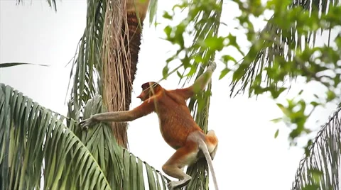 Endangered Proboscis Monkey climbing through palm trees in the jungles of Borneo Stock Footage 32549055