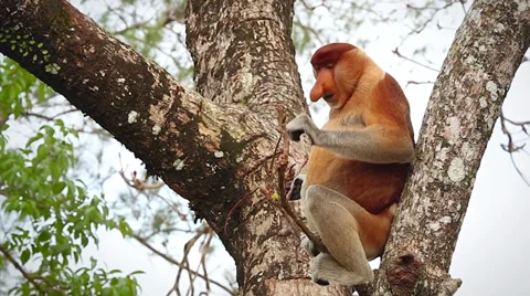 Endangered Proboscis Monkey eating leaves in the jungles of Borneo. Video stock 32549066