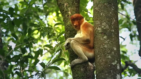 Endangered Proboscis Monkey eating leaves in the jungles of Borneo. Stock Footage 32549080