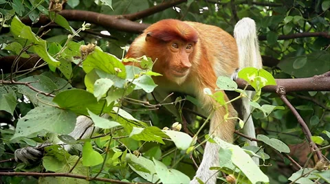 Endangered Proboscis Monkey eating leaves in the jungles of Borneo. Stock Footage 32549093
