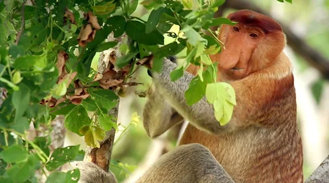 Endangered Proboscis Monkey eating leaves in the jungles of Borneo. 스톡 동영상 32549169