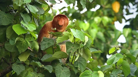 Endangered Proboscis Monkey eating leaves in the jungles of Borneo. Stock Footage 32549202