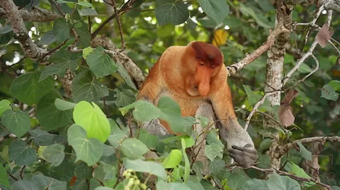 Endangered Proboscis Monkey eating leaves in the jungles of Borneo. Stock Footage 32549224