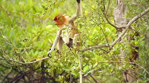 Endangered Proboscis Monkey eating leaves in the jungles of Borneo. Stock Footage 32550103