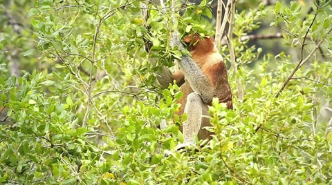 Endangered Proboscis Monkey eating leaves in the jungles of Borneo. Stock Footage 32550162