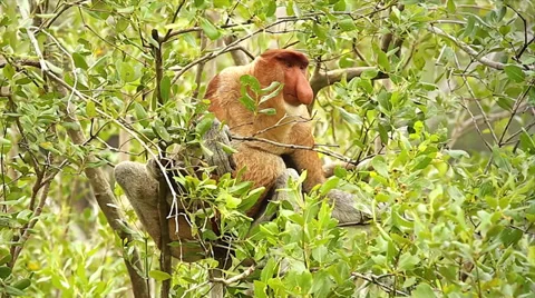 Endangered Proboscis Monkey eating leaves in the jungles of Borneo. Stock Footage 32550203