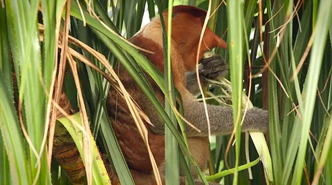 Endangered Proboscis Monkey eating palm heart in the jungles of Borneo. Stock Footage 32549177