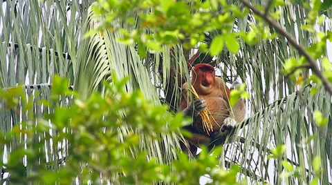 Endangered Proboscis Monkey eating palm heart in the jungles of Borneo. Stock Footage 32549205