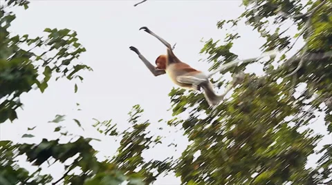 Endangered Proboscis Monkey leaps (slow motion) in the jungles of Borneo. Stock Footage 32549041