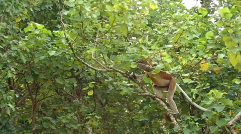 Endangered Proboscis Monkey leaps (slow motion) in the jungles of Borneo. Stock Footage 32549516