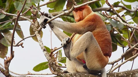 Endangered Proboscis Monkey resting in the jungles of Borneo. Stock Footage 32549228