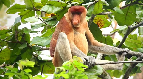 Endangered Proboscis Monkey resting in the jungles of Borneo. Stock Footage 32549249