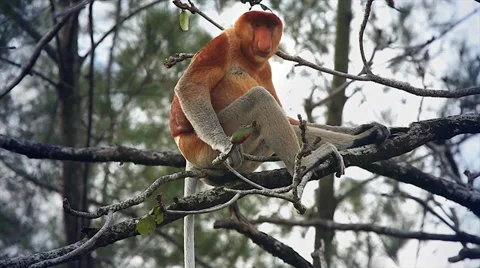 Endangered Proboscis Monkey resting in the jungles of Borneo. Stock Footage 32549295