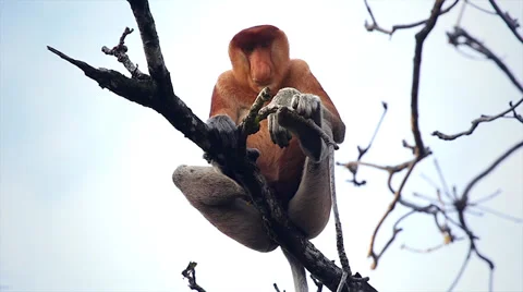 Endangered Proboscis Monkey resting in the jungles of Borneo. Stock Footage 32549308
