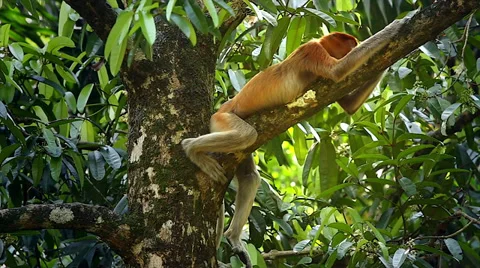Endangered Proboscis Monkey resting in the jungles of Borneo. Stock Footage 32549438