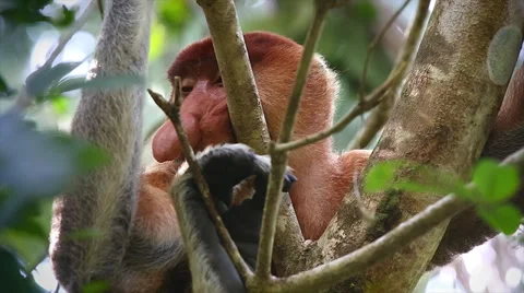 Endangered Proboscis Monkey resting in the jungles of Borneo. Stock Footage 32549474