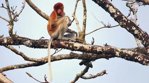 Endangered Proboscis Monkey resting in the jungles of Borneo. Stock Footage 32549500