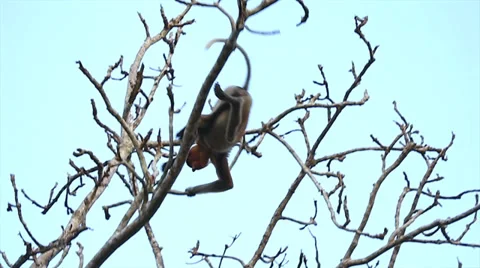 Endangered Proboscis Monkey swinging (slow motion) in the jungles of Borneo. Stock Footage 32549524