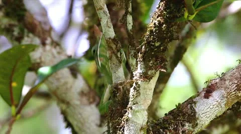 ENDANGERED Rainforest or Two-banded Chameleon stalking insects in Madagascar Stock Footage 21280853