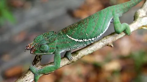 ENDANGERED Rainforest or Two-banded Chameleon walking along branch in Madagascar Stock Footage 21280976