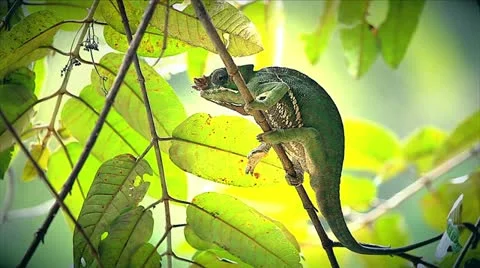 ENDANGERED Rainforest or Two-banded Chameleon in Madagascar Stock Footage 21280985
